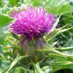 milk thistle